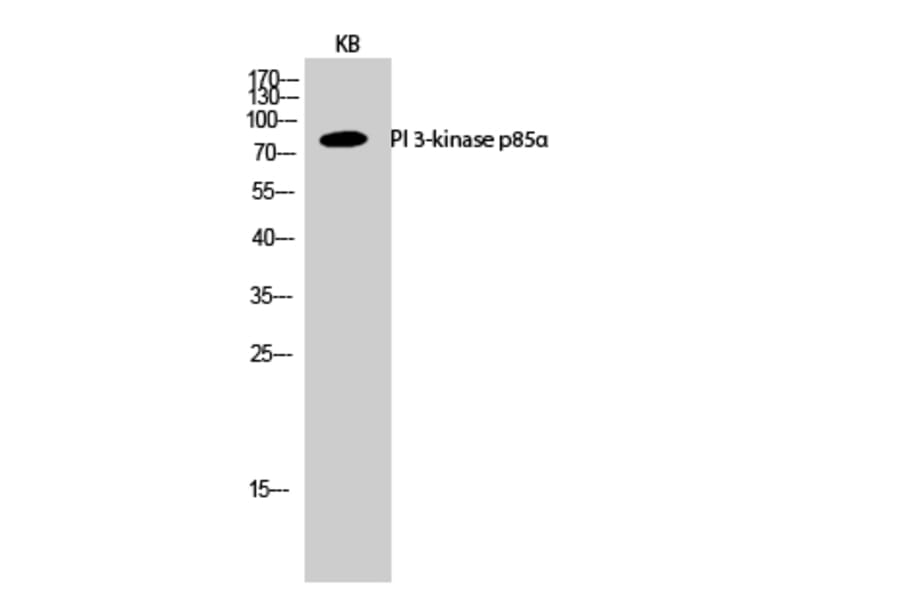 Western Blot - Anti-PI 3-kinase p85alpha Antibody (R12-2307) - Antibodies.com