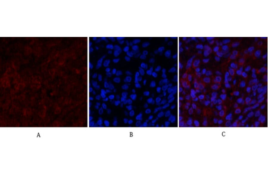 Immunofluorescence - Anti-PI 3-kinase p85alpha Antibody (R12-2307) - Antibodies.com
