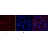 Immunofluorescence - Anti-PI 3-kinase p85alpha Antibody (R12-2307) - Antibodies.com