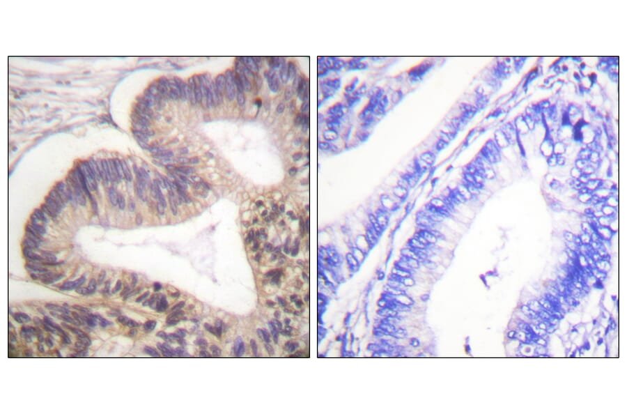 Immunohistochemistry - Anti-PAK2 (phospho Ser20) Antibody (A0707) - Antibodies.com