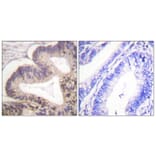 Immunohistochemistry - Anti-PAK2 (phospho Ser20) Antibody (A0707) - Antibodies.com