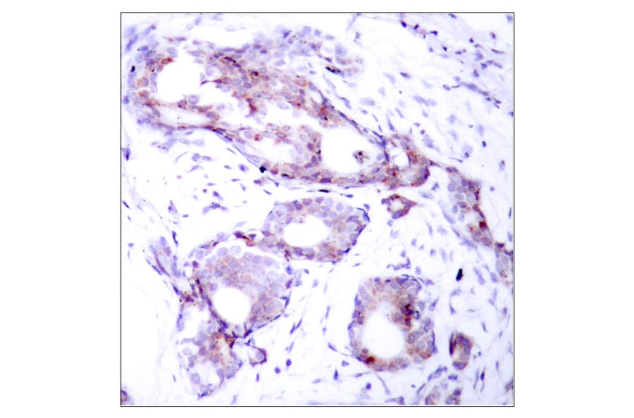 Immunohistochemistry - Anti-Myc (phospho Ser373) Antibody (A7157) - Antibodies.com