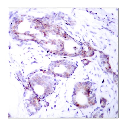 Immunohistochemistry - Anti-Myc (phospho Ser373) Antibody (A7157) - Antibodies.com