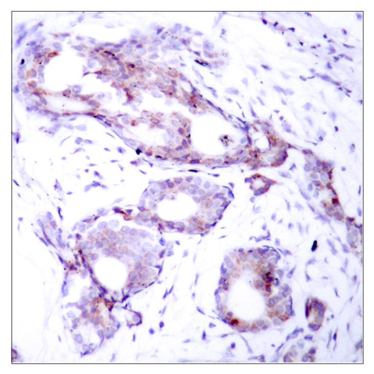 Immunohistochemistry - Anti-Myc (phospho Ser373) Antibody (A7157) - Antibodies.com