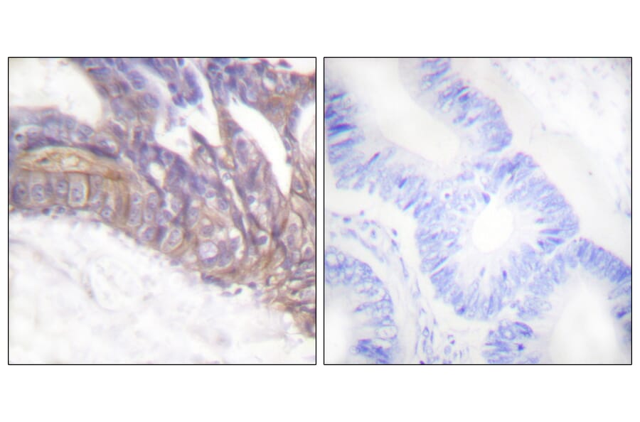 Immunohistochemistry - Anti-LAT (phospho Tyr191) Antibody (A0504) - Antibodies.com