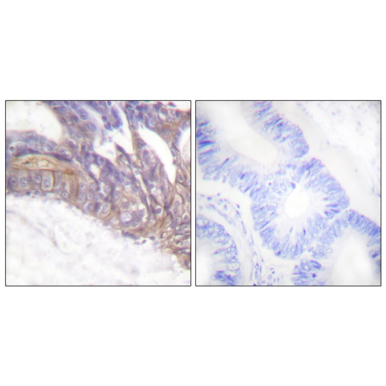 Immunohistochemistry - Anti-LAT (phospho Tyr191) Antibody (A0504) - Antibodies.com