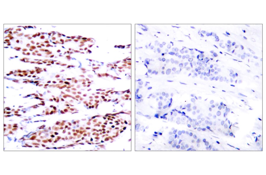 Immunohistochemistry - Anti-JunB (phospho Ser79) Antibody (A7136) - Antibodies.com