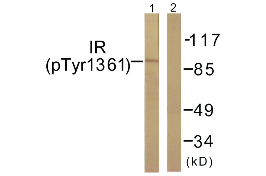 Western Blot - Anti-IR (phospho Tyr1361) Antibody (A0494) - Antibodies.com