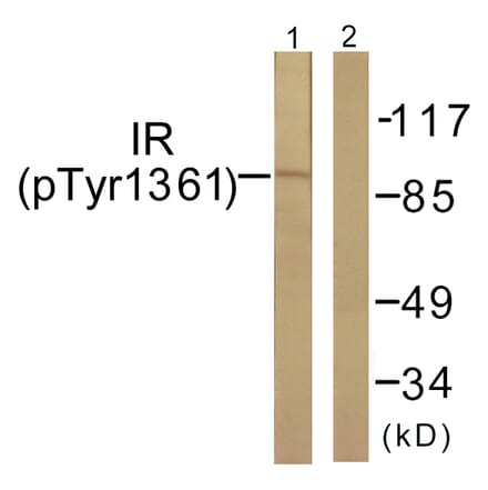 Western Blot - Anti-IR (phospho Tyr1361) Antibody (A0494) - Antibodies.com