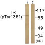 Western Blot - Anti-IR (phospho Tyr1361) Antibody (A0494) - Antibodies.com