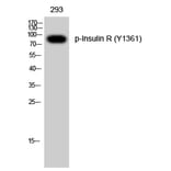 Western Blot - Anti-IR (phospho Tyr1361) Antibody (A0494) - Antibodies.com