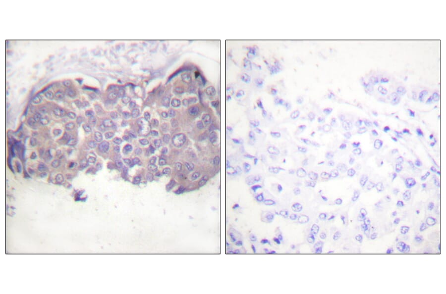 Immunohistochemistry - Anti-HSL (phospho Ser552) Antibody (A0437) - Antibodies.com
