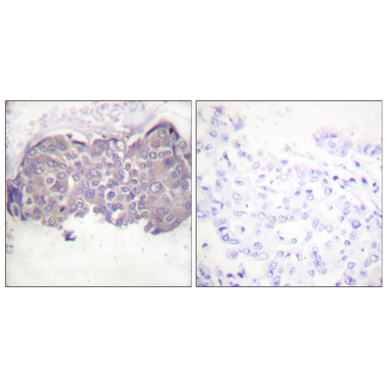 Immunohistochemistry - Anti-HSL (phospho Ser552) Antibody (A0437) - Antibodies.com