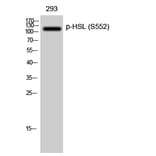 Western Blot - Anti-HSL (phospho Ser552) Antibody (A0437) - Antibodies.com