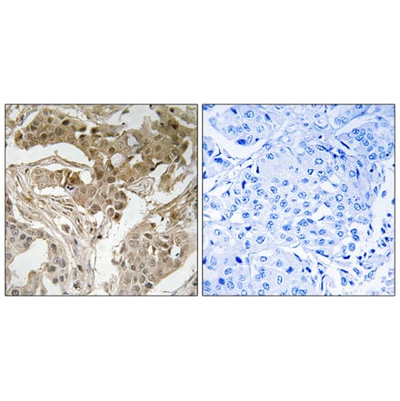 Immunohistochemistry - Anti-FOS (phospho Thr232) Antibody (A8226) - Antibodies.com