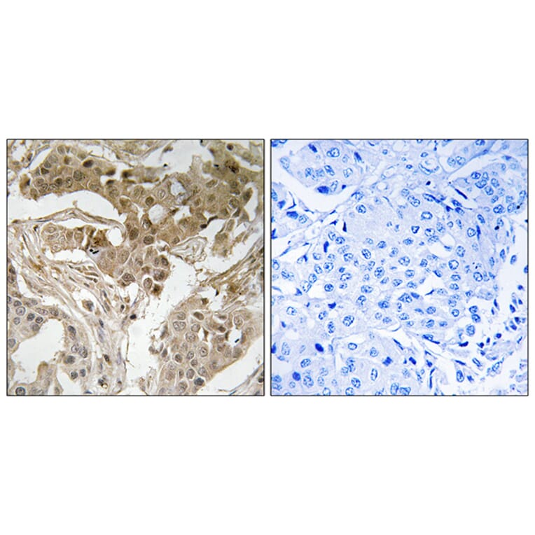 Immunohistochemistry - Anti-FOS (phospho Thr232) Antibody (A8226) - Antibodies.com
