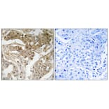 Immunohistochemistry - Anti-FOS (phospho Thr232) Antibody (A8226) - Antibodies.com