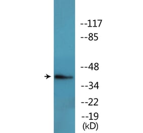 Western Blot - Anti-FOS (phospho Thr232) Antibody (P12-1109) - Antibodies.com