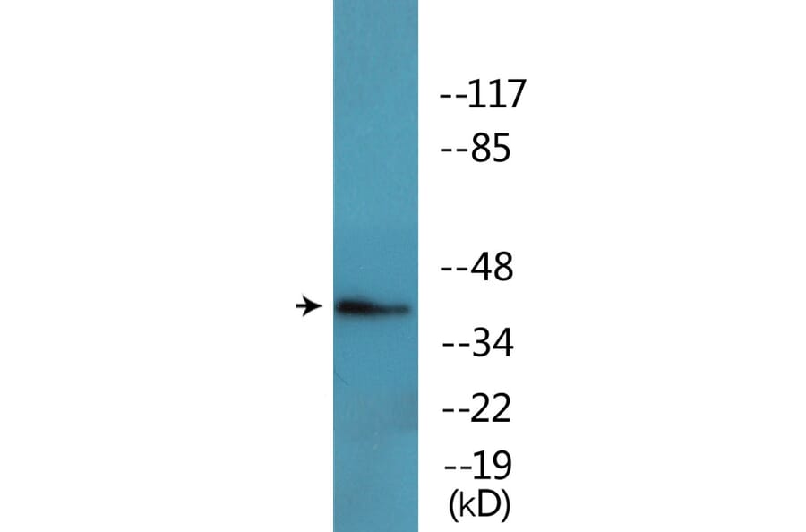 Western Blot - Anti-FOS (phospho Thr232) Antibody (P12-1109) - Antibodies.com