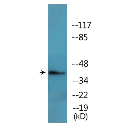 Western Blot - Anti-FOS (phospho Thr232) Antibody (P12-1109) - Antibodies.com