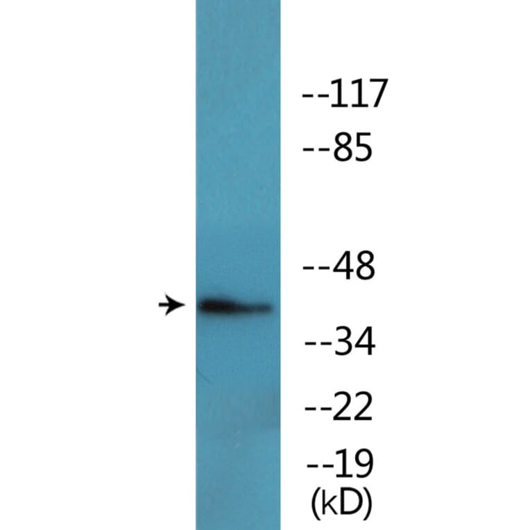Western Blot - Anti-FOS (phospho Thr232) Antibody (P12-1109) - Antibodies.com