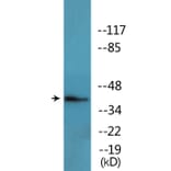 Western Blot - Anti-FOS (phospho Thr232) Antibody (P12-1109) - Antibodies.com