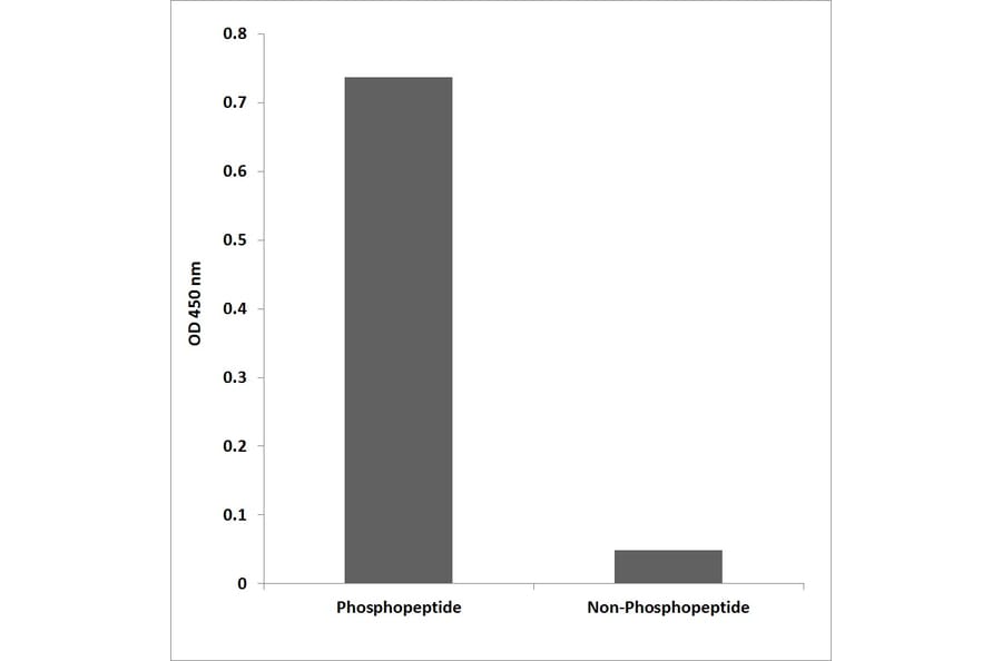 ELISA - Anti-FOS (phospho Thr232) Antibody (P12-1109) - Antibodies.com