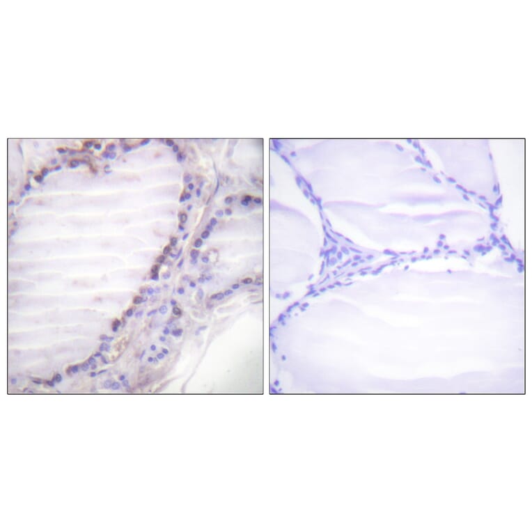 Immunohistochemistry - Anti-Fos (phospho Ser362) Antibody (A0429) - Antibodies.com