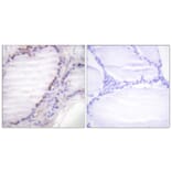 Immunohistochemistry - Anti-Fos (phospho Ser362) Antibody (A0429) - Antibodies.com