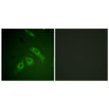 Immunofluorescence - Anti-FAK (phospho Ser910) Antibody (A0924) - Antibodies.com
