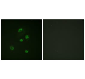 Immunofluorescence - Anti-CHOP (phospho Ser30) Antibody (A0863) - Antibodies.com
