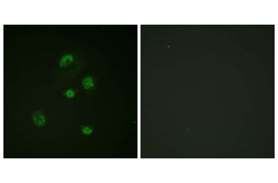 Immunofluorescence - Anti-CHOP (phospho Ser30) Antibody (A0863) - Antibodies.com