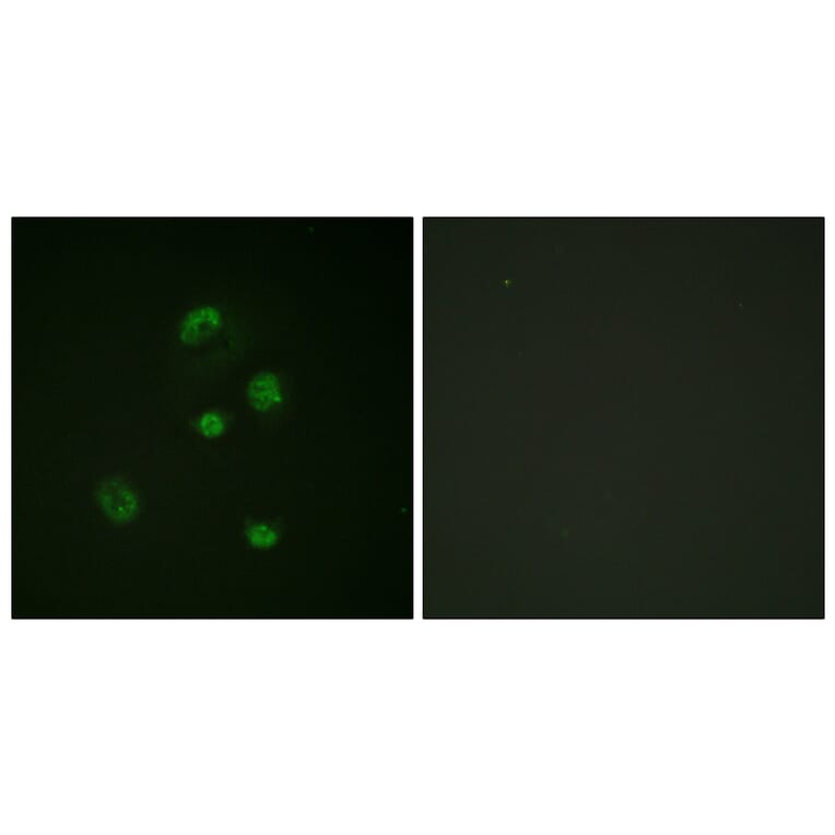 Immunofluorescence - Anti-CHOP (phospho Ser30) Antibody (A0863) - Antibodies.com