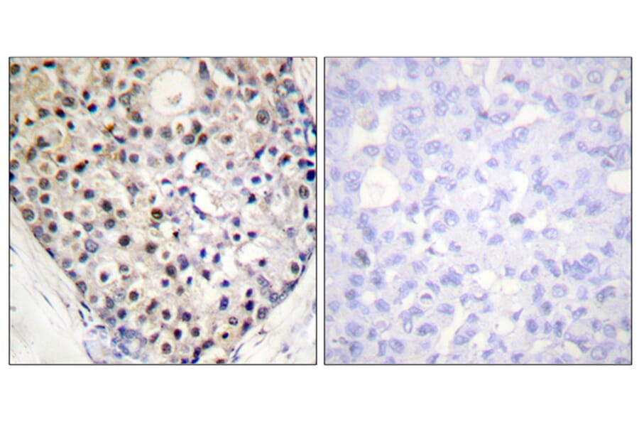 Immunohistochemistry - Anti-CHOP (phospho Ser30) Antibody (A0863) - Antibodies.com