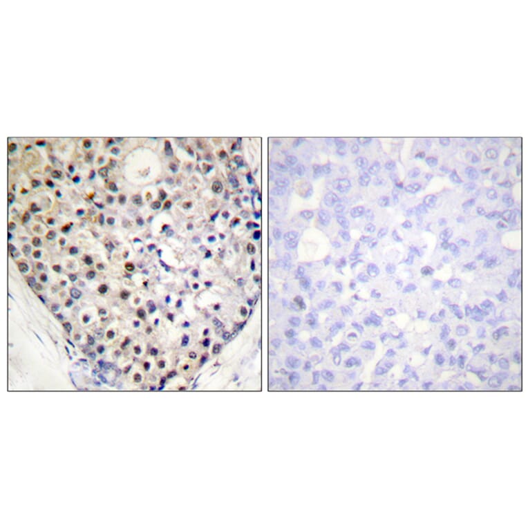Immunohistochemistry - Anti-CHOP (phospho Ser30) Antibody (A0863) - Antibodies.com