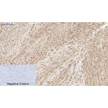 Immunohistochemistry - Anti-Chk2 (phospho Thr68) Antibody (A7044) - Antibodies.com