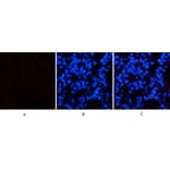 Immunofluorescence - Anti-Chk2 (phospho Thr68) Antibody (A7044) - Antibodies.com