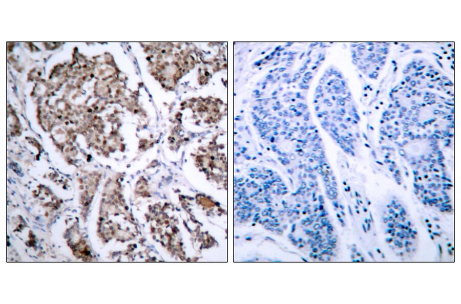 Immunohistochemistry - Anti-BAD (phospho Ser155) Antibody (A7019) - Antibodies.com