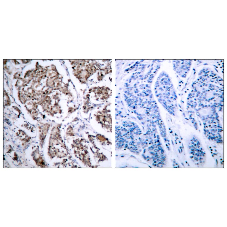 Immunohistochemistry - Anti-BAD (phospho Ser155) Antibody (A7019) - Antibodies.com