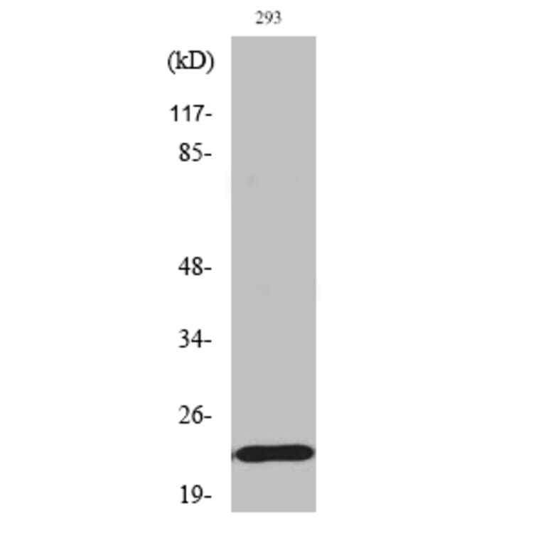 Western Blot - Anti-BAD (phospho Ser155) Antibody (A7019) - Antibodies.com