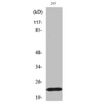 Western Blot - Anti-BAD (phospho Ser155) Antibody (A7019) - Antibodies.com