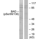 Western Blot - Anti-BAD (phospho Ser136) Antibody (A7021) - Antibodies.com