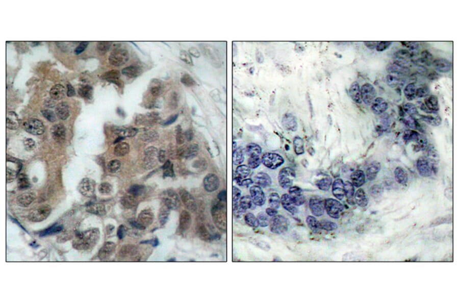 Immunohistochemistry - Anti-BAD (phospho Ser136) Antibody (A7021) - Antibodies.com