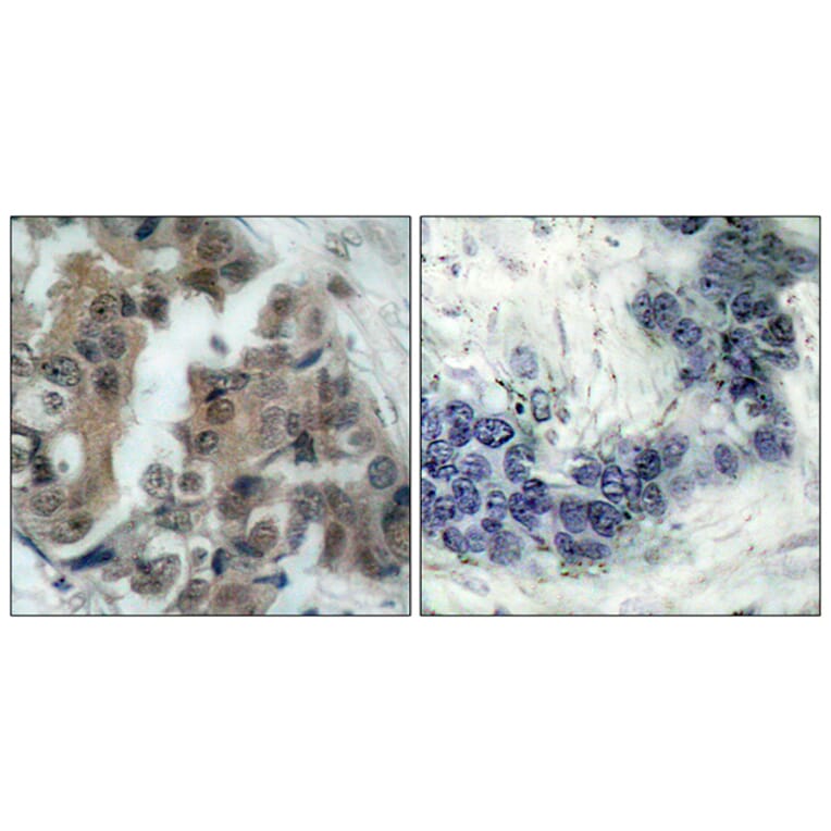 Immunohistochemistry - Anti-BAD (phospho Ser136) Antibody (A7021) - Antibodies.com