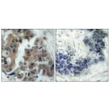 Immunohistochemistry - Anti-BAD (phospho Ser136) Antibody (A7021) - Antibodies.com