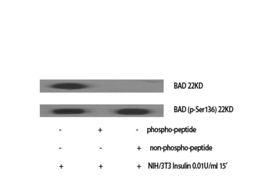 Western Blot - Anti-BAD (phospho Ser136) Antibody (A7021) - Antibodies.com