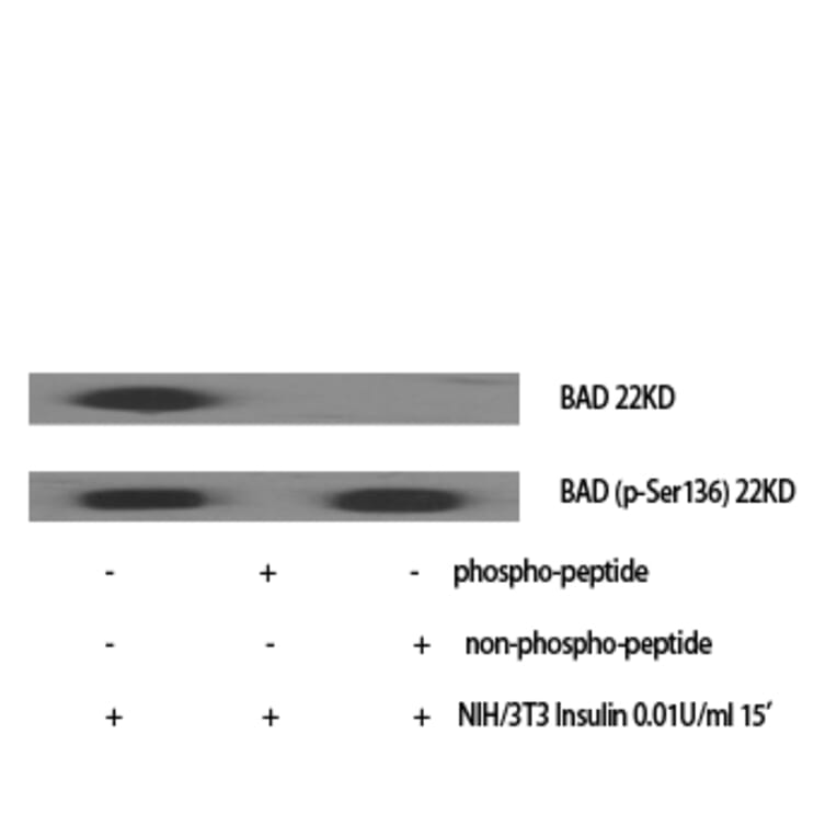 Western Blot - Anti-BAD (phospho Ser136) Antibody (A7021) - Antibodies.com