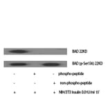 Western Blot - Anti-BAD (phospho Ser136) Antibody (A7021) - Antibodies.com