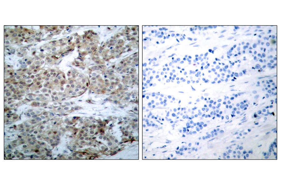 Immunohistochemistry - Anti-BAD (phospho Ser112) Antibody (A7020) - Antibodies.com