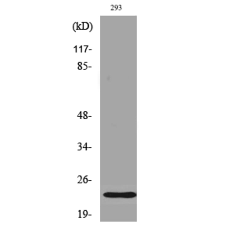 Western Blot - Anti-BAD (phospho Ser112) Antibody (A7020) - Antibodies.com